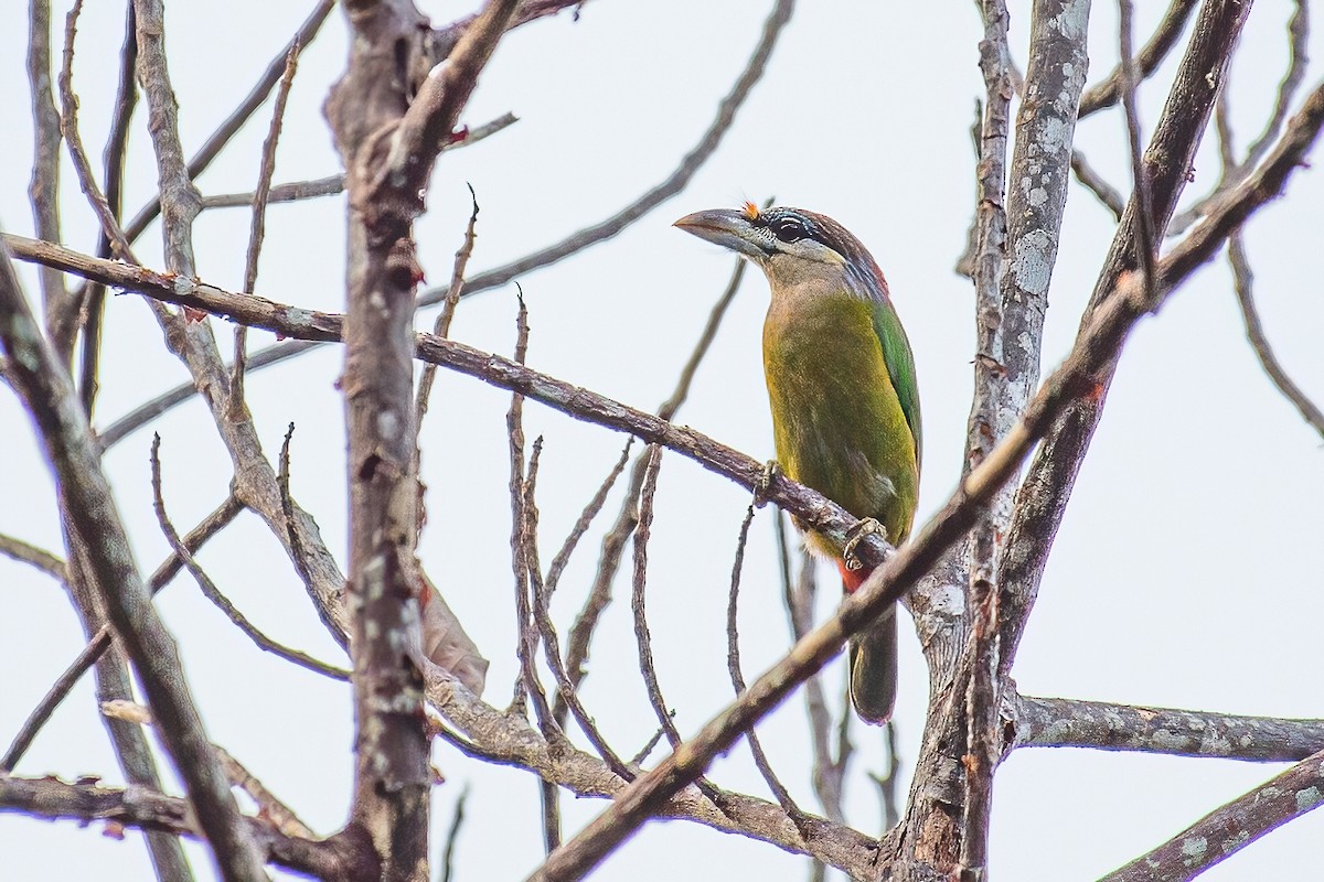 Red-vented Barbet - ML321489081