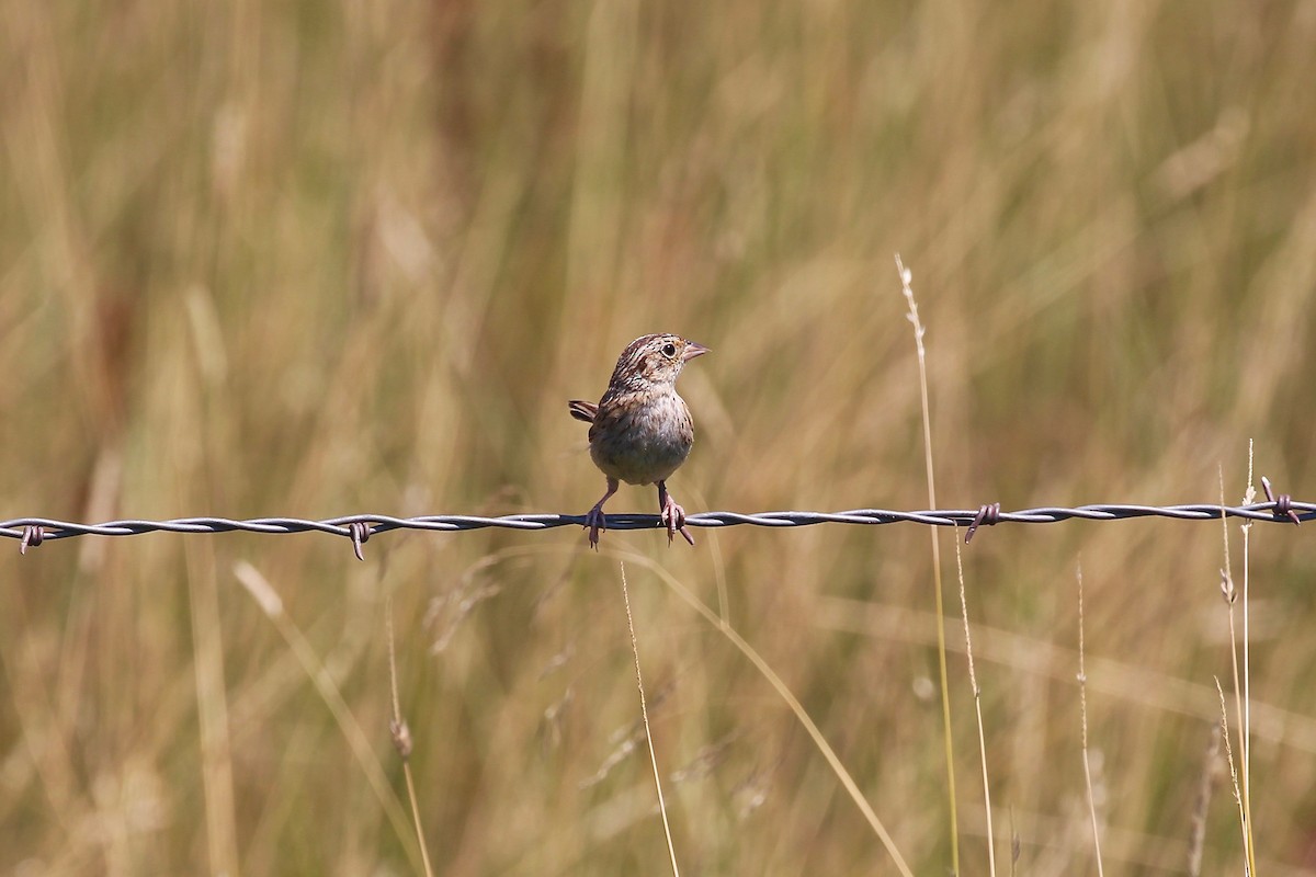 Grasshopper Sparrow - ML32148971