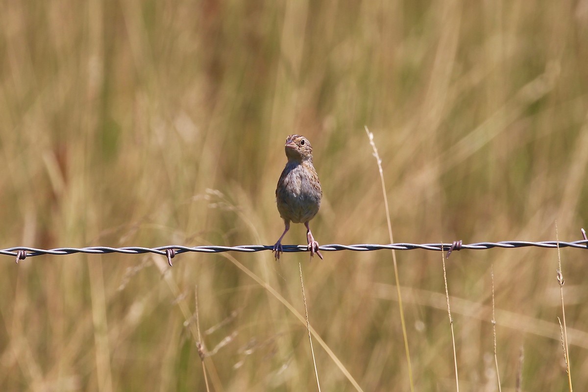 Grasshopper Sparrow - Mark Stephenson