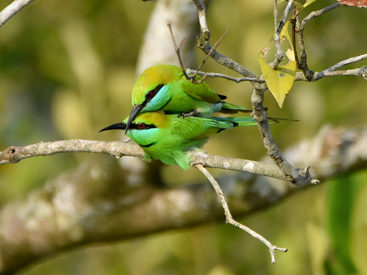 Asian Green Bee-eater - Arup Ghosh