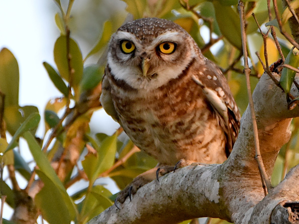 Spotted Owlet - Arup Ghosh