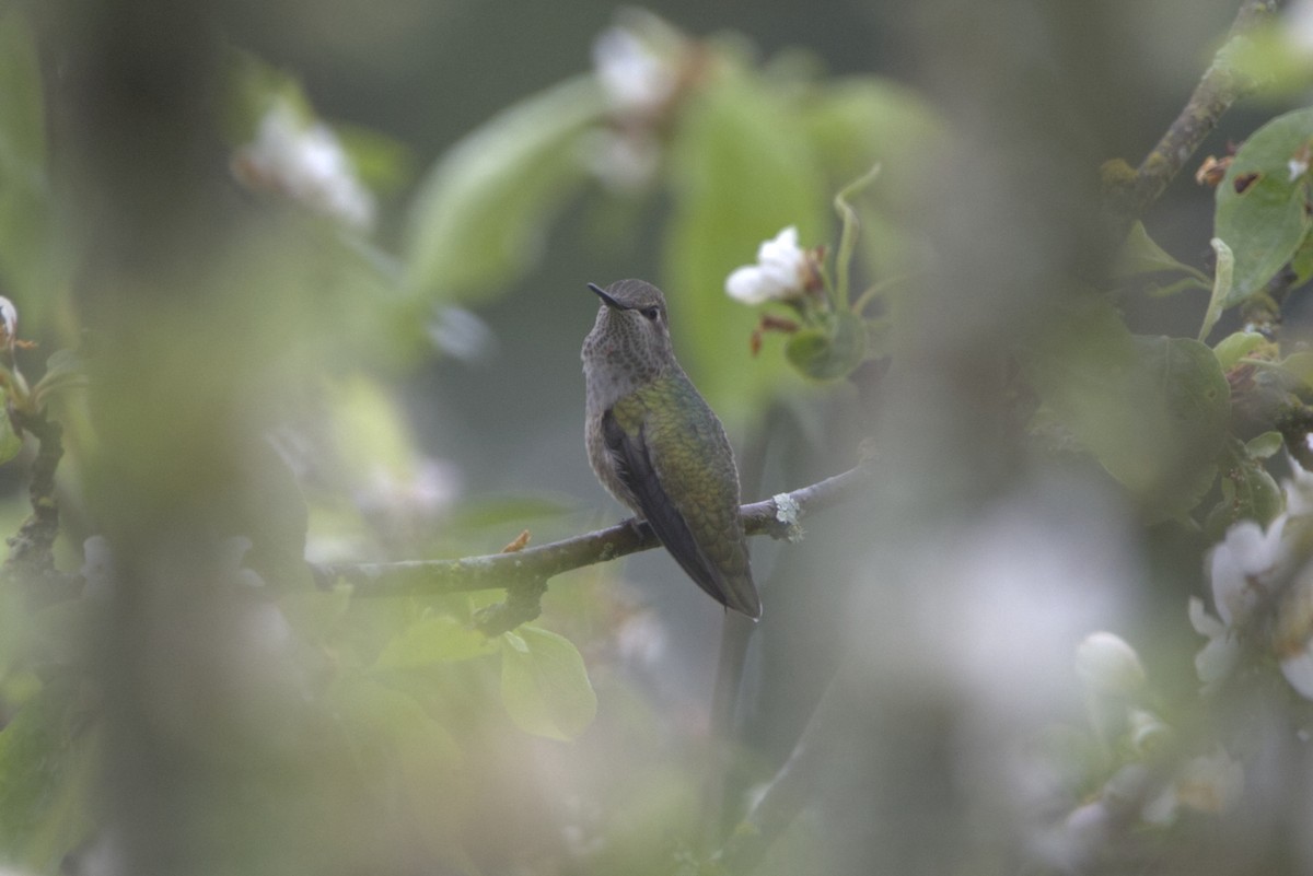 Anna's Hummingbird - ML321491751