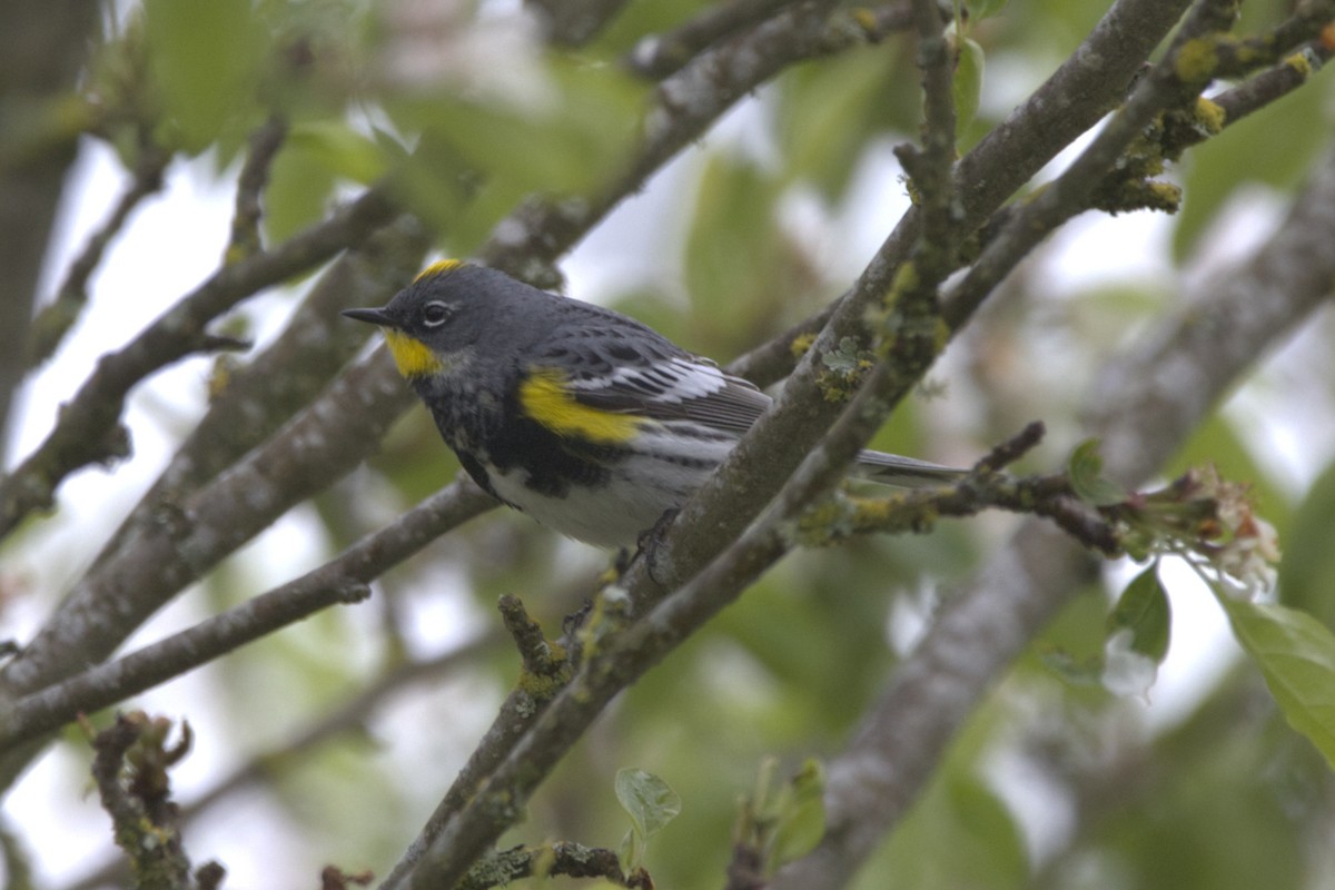 Yellow-rumped Warbler (Audubon's) - ML321491771