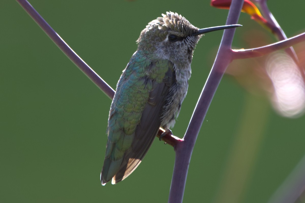 Anna's Hummingbird - ML321492941