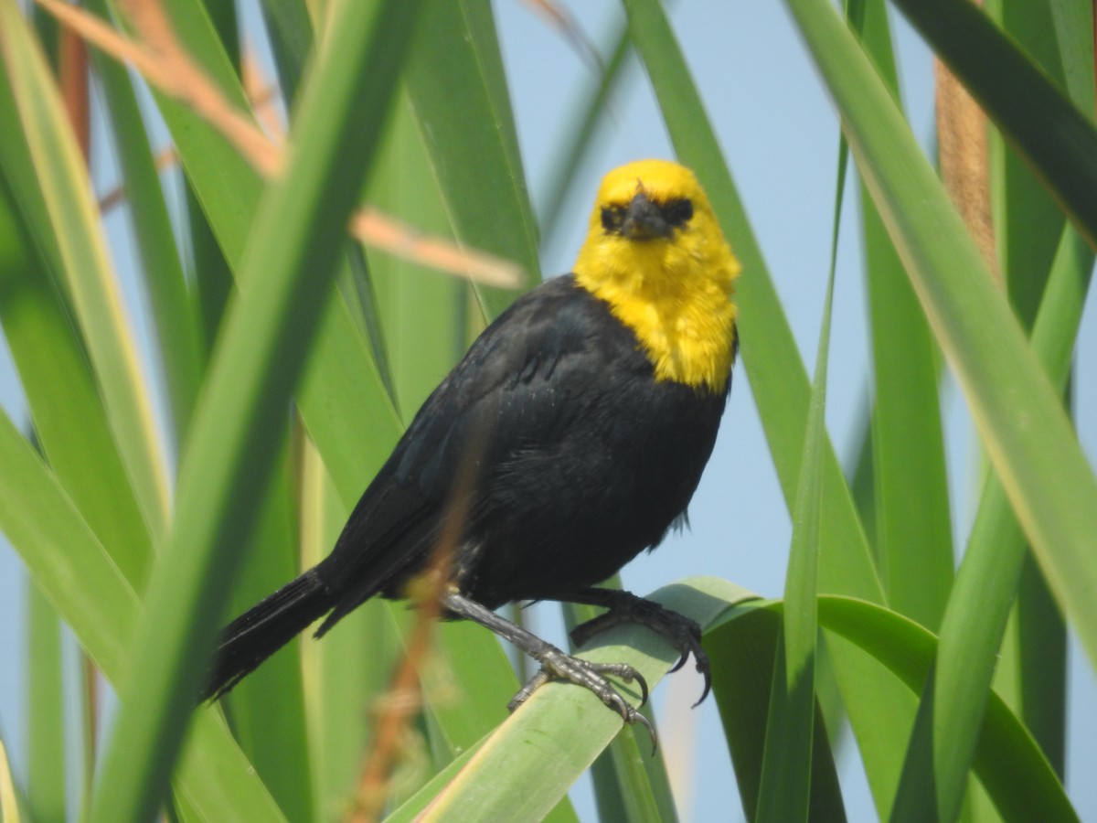Yellow-hooded Blackbird - ML321494211