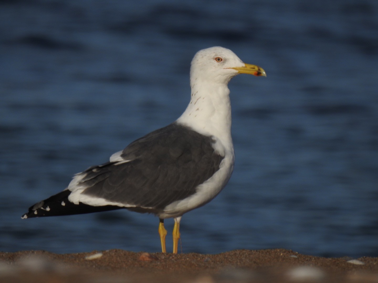 Lesser Black-backed Gull (Heuglin's) - Aris Vouros