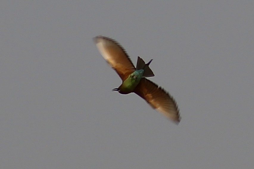 Blue-tailed Bee-eater - ML321502341