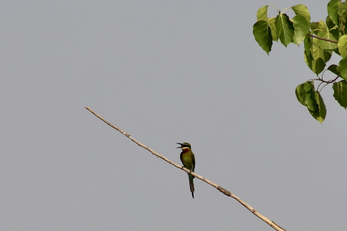 Blue-tailed Bee-eater - ML321502351