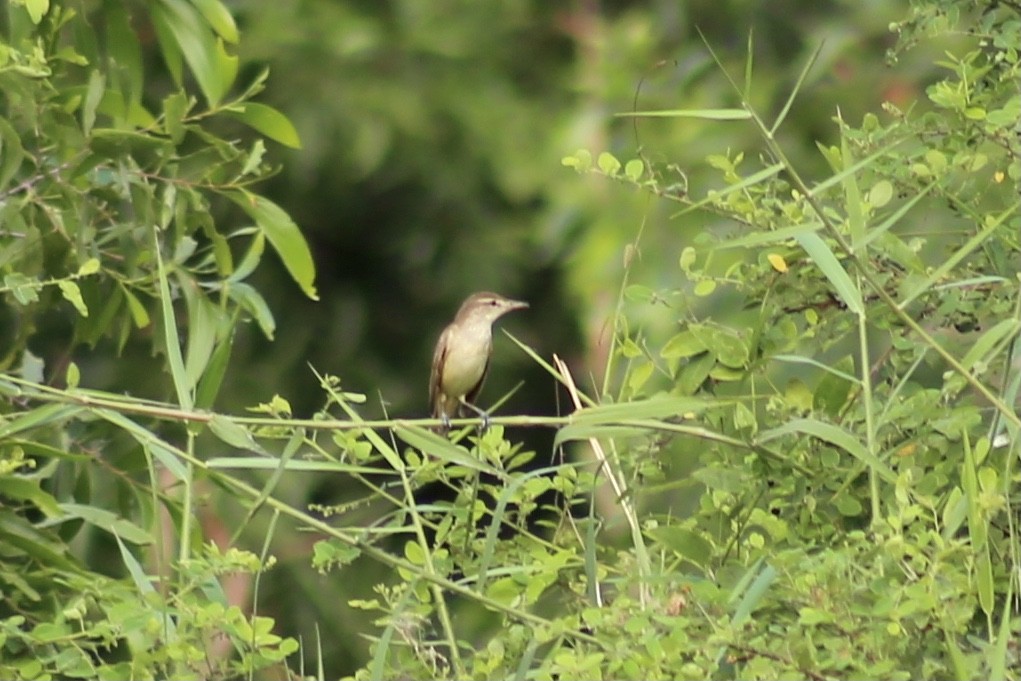 Oriental Reed Warbler - ML321502391