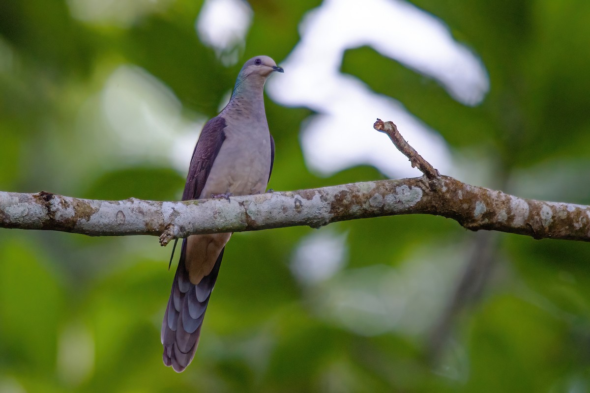 Barred Cuckoo-Dove - ML321503471