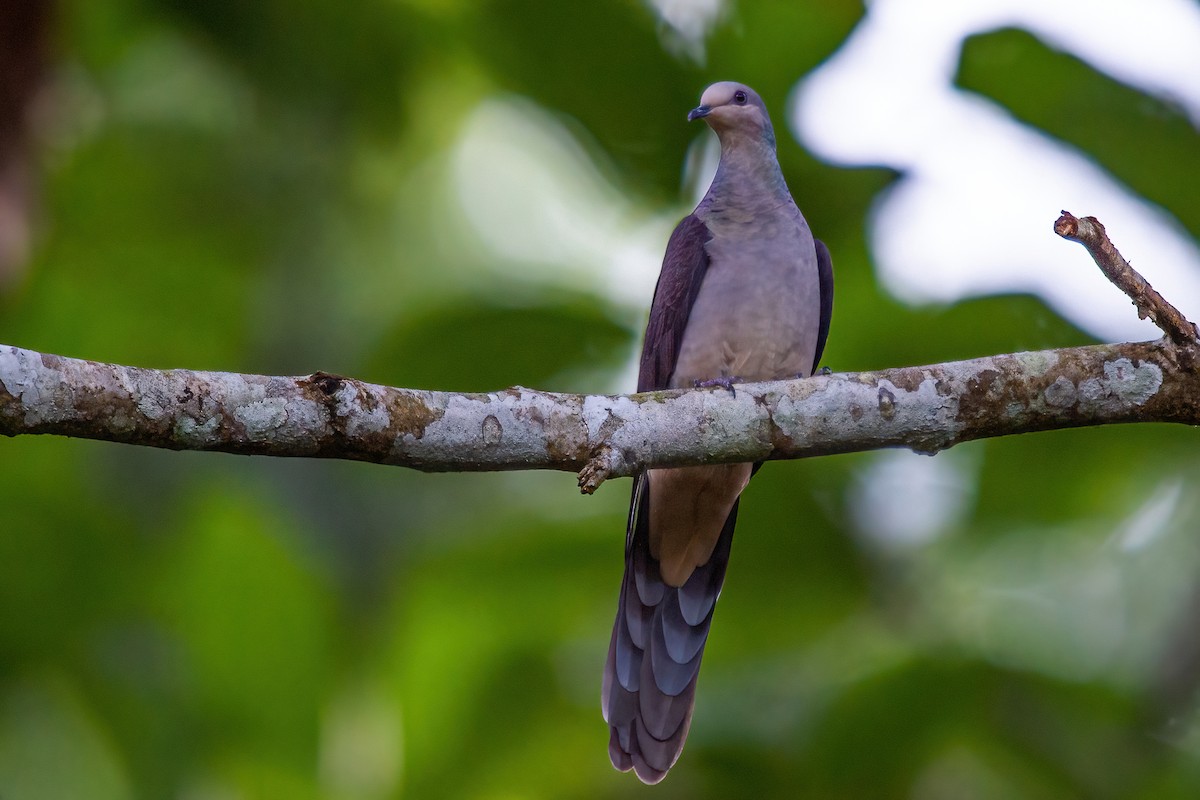 Barred Cuckoo-Dove - ML321503481