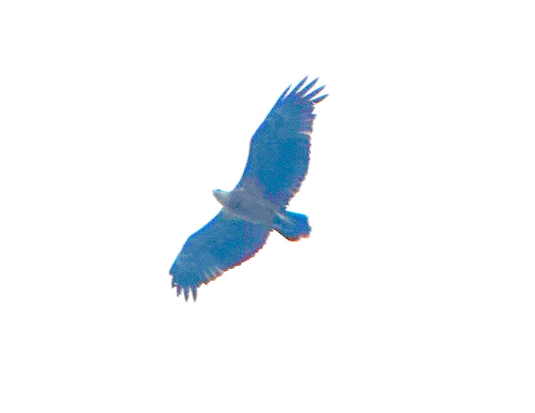 Соломонский орлан - ML321503871