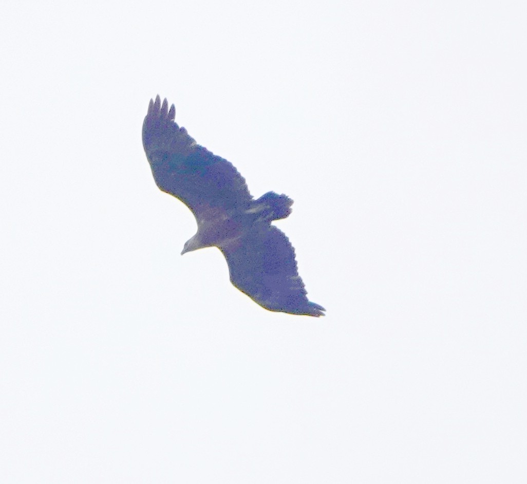 Соломонский орлан - ML321503911