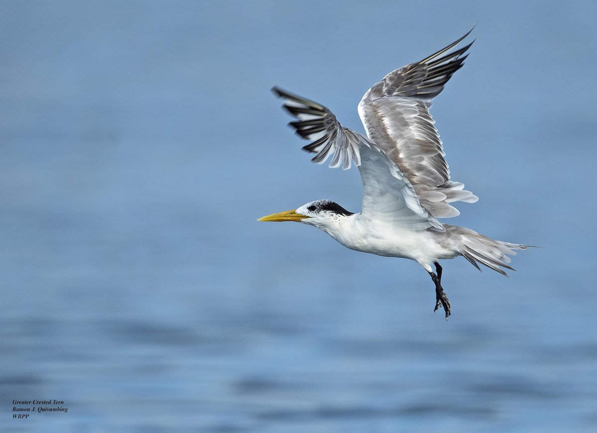 Great Crested Tern - ML321510291