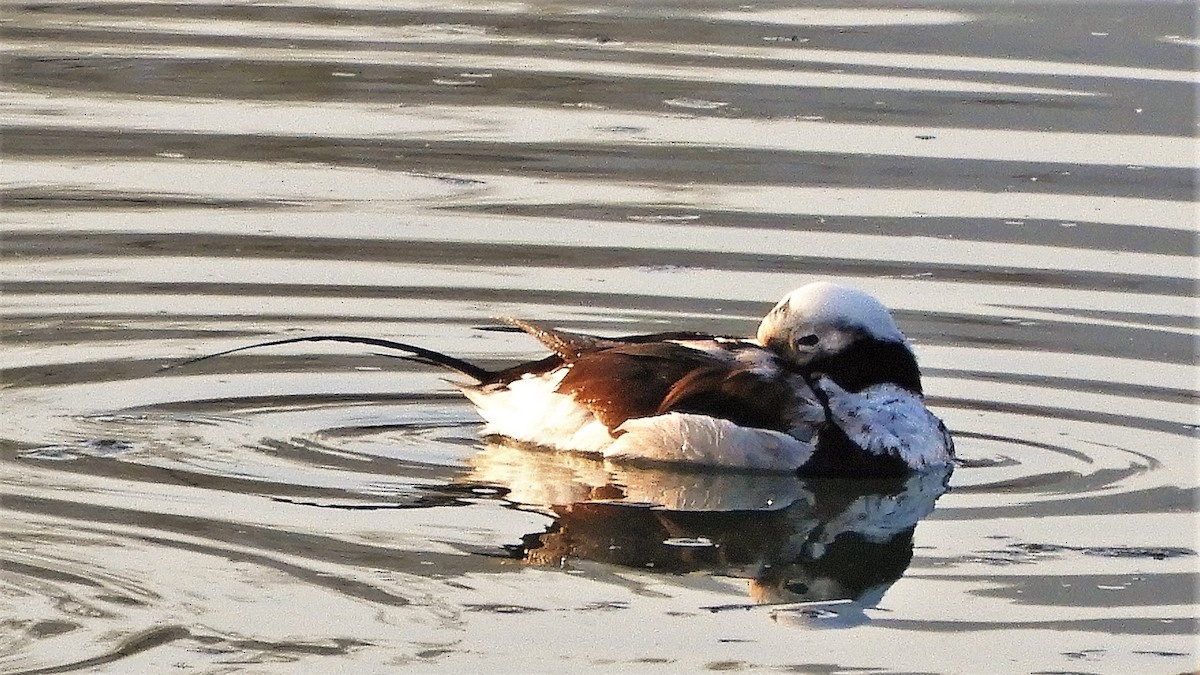 Long-tailed Duck - Andy  Woodward