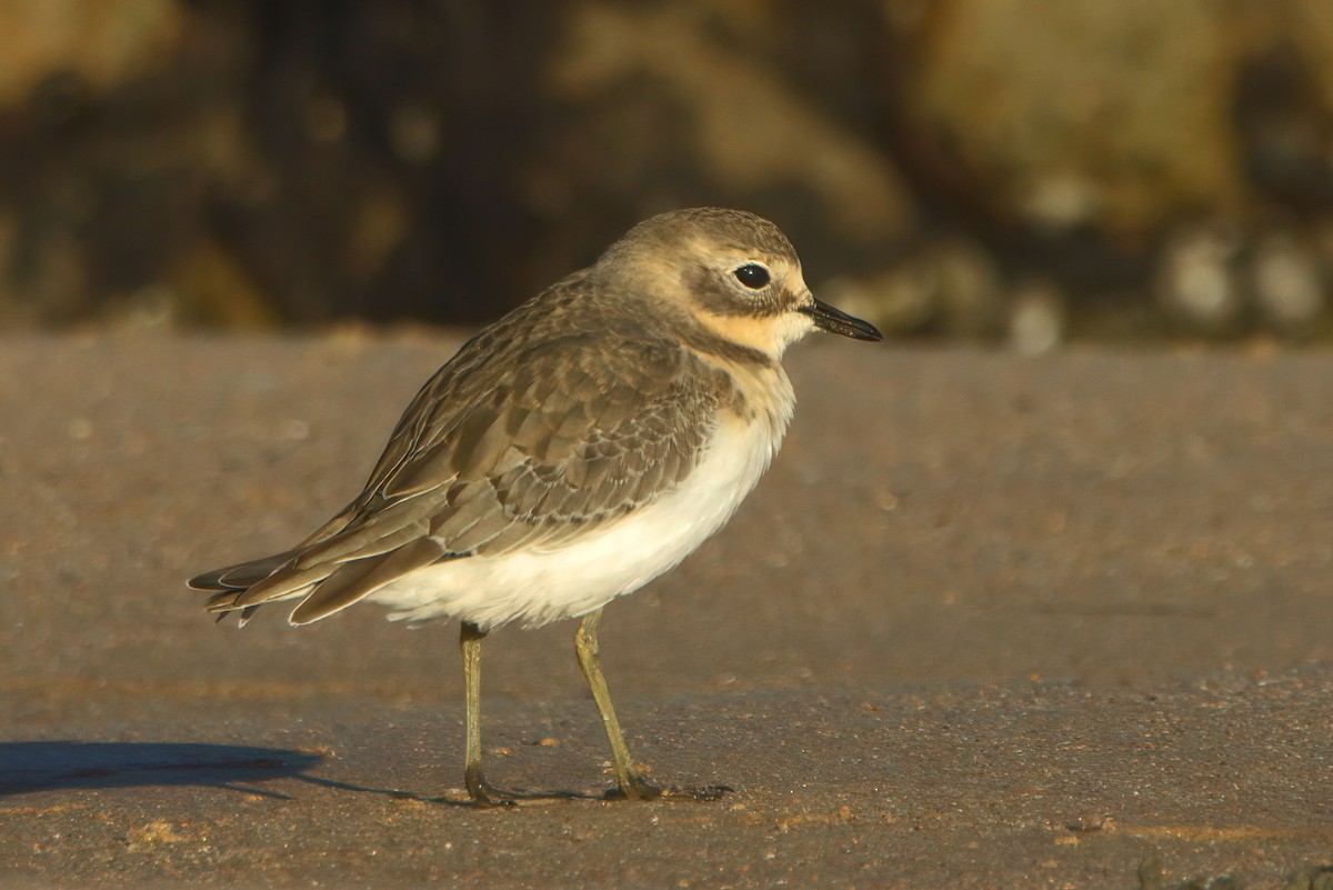 Double-banded Plover - ML321521911