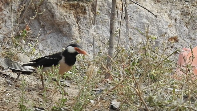 Indian Pied Starling - ML321522541