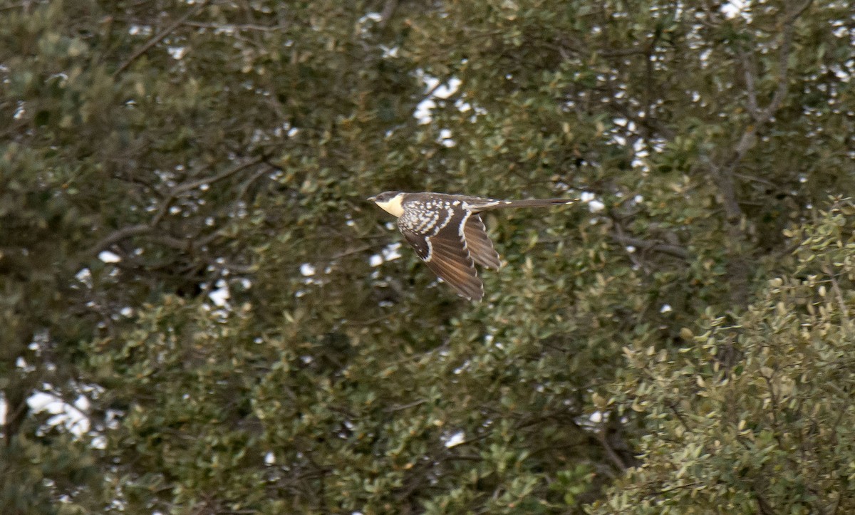 Great Spotted Cuckoo - ML321524331