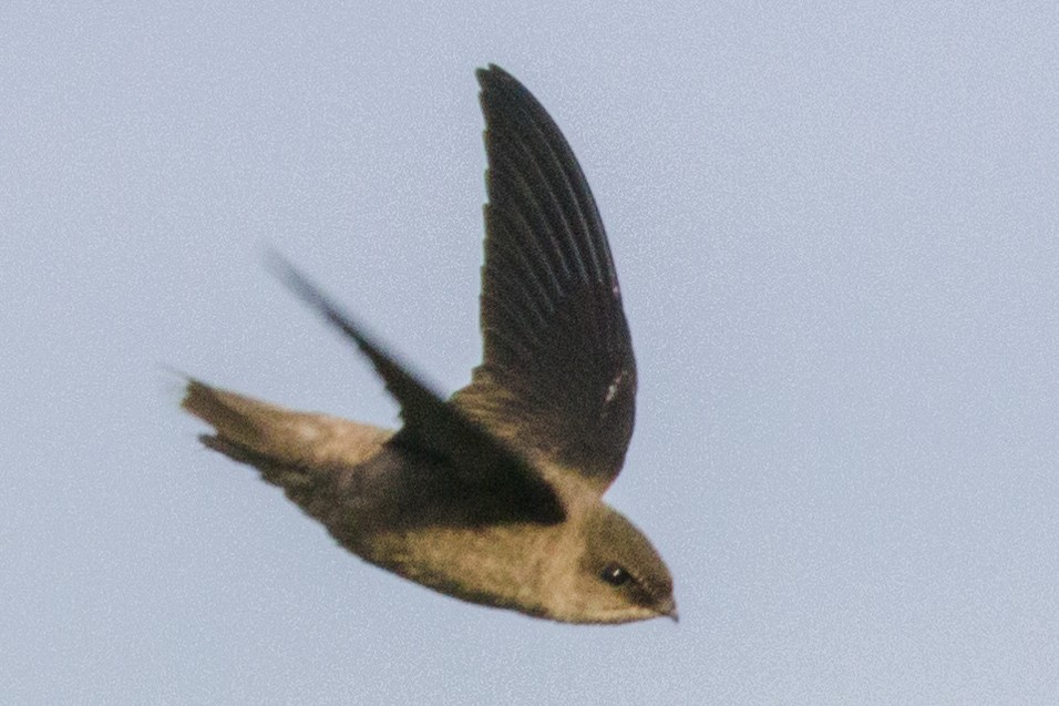 Chimney Swift - Kenny Younger