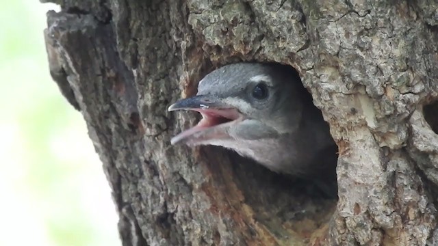Gray-headed Woodpecker - ML321528541