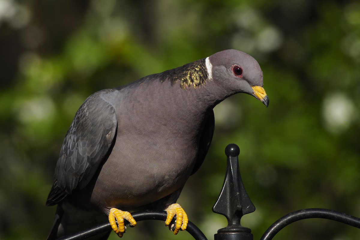 Band-tailed Pigeon - ML321529911