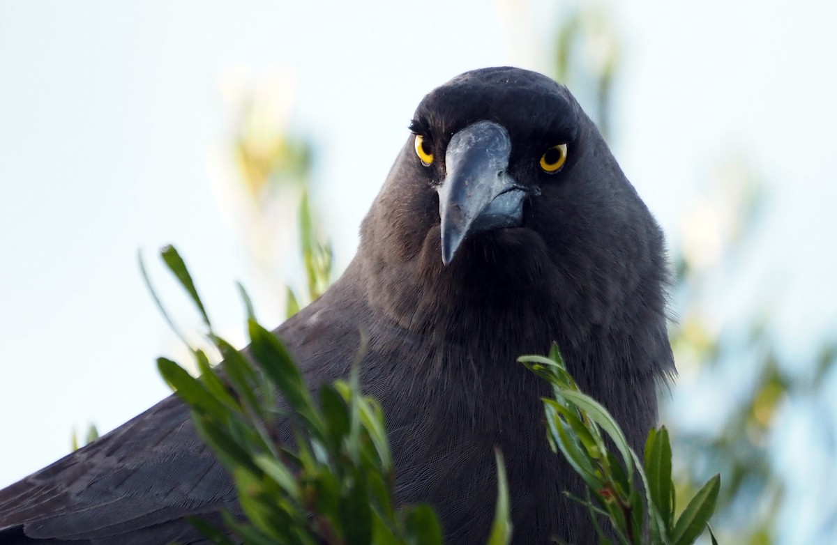 Gray Currawong - Steve Law