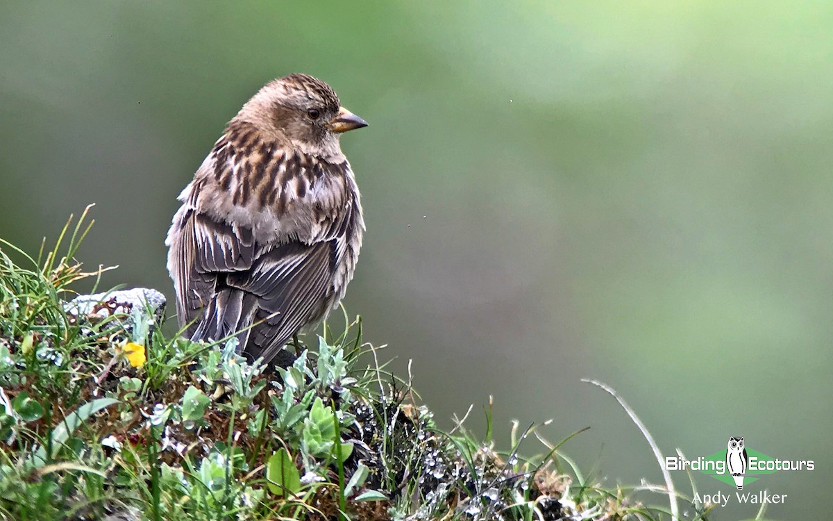 Plain Mountain Finch - Andy Walker - Birding Ecotours