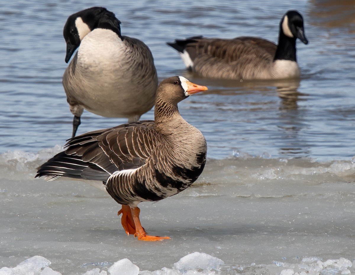 Greater White-fronted Goose - Anne-Marie Dufour