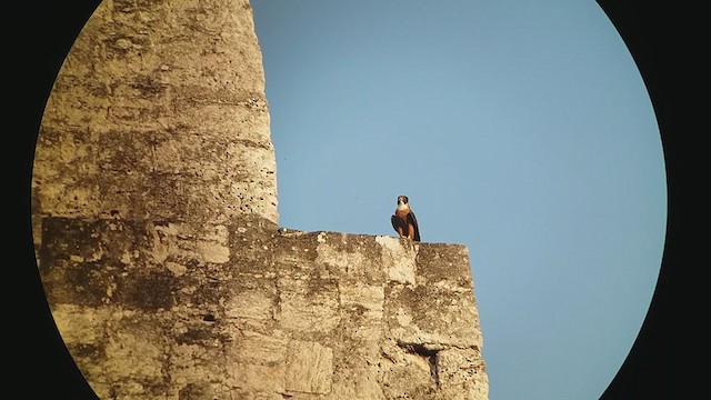 Orange-breasted Falcon - ML321536691