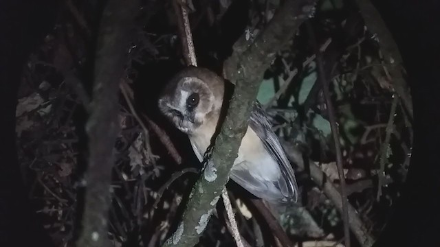 Unspotted Saw-whet Owl - ML321537051