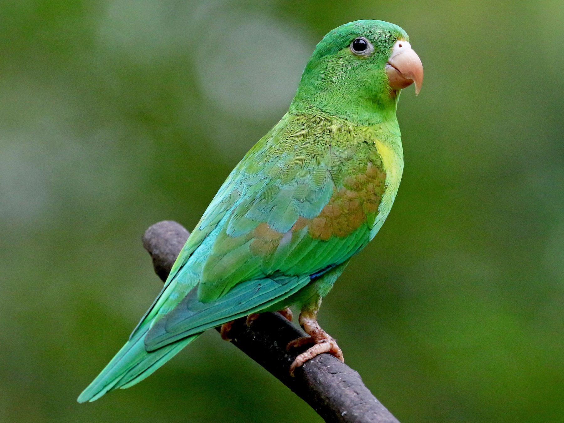 Orange-chinned Parakeet - Jay McGowan