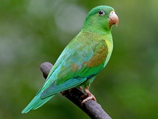 - Orange-chinned Parakeet