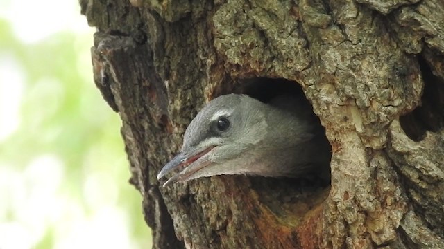 Gray-headed Woodpecker - ML321538131
