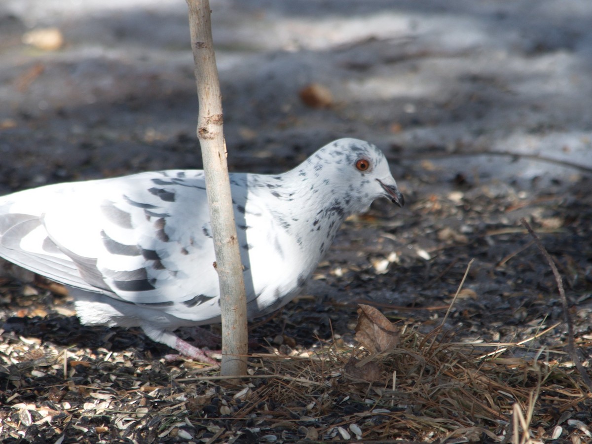 Rock Pigeon (Feral Pigeon) - ML321538221