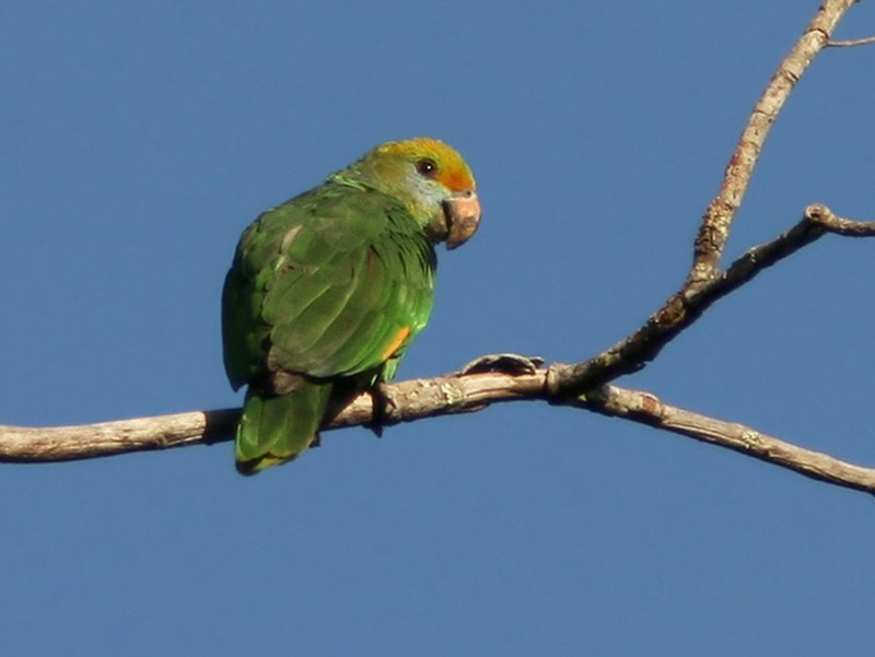 Blue-cheeked Parrot - Lars Petersson | My World of Bird Photography