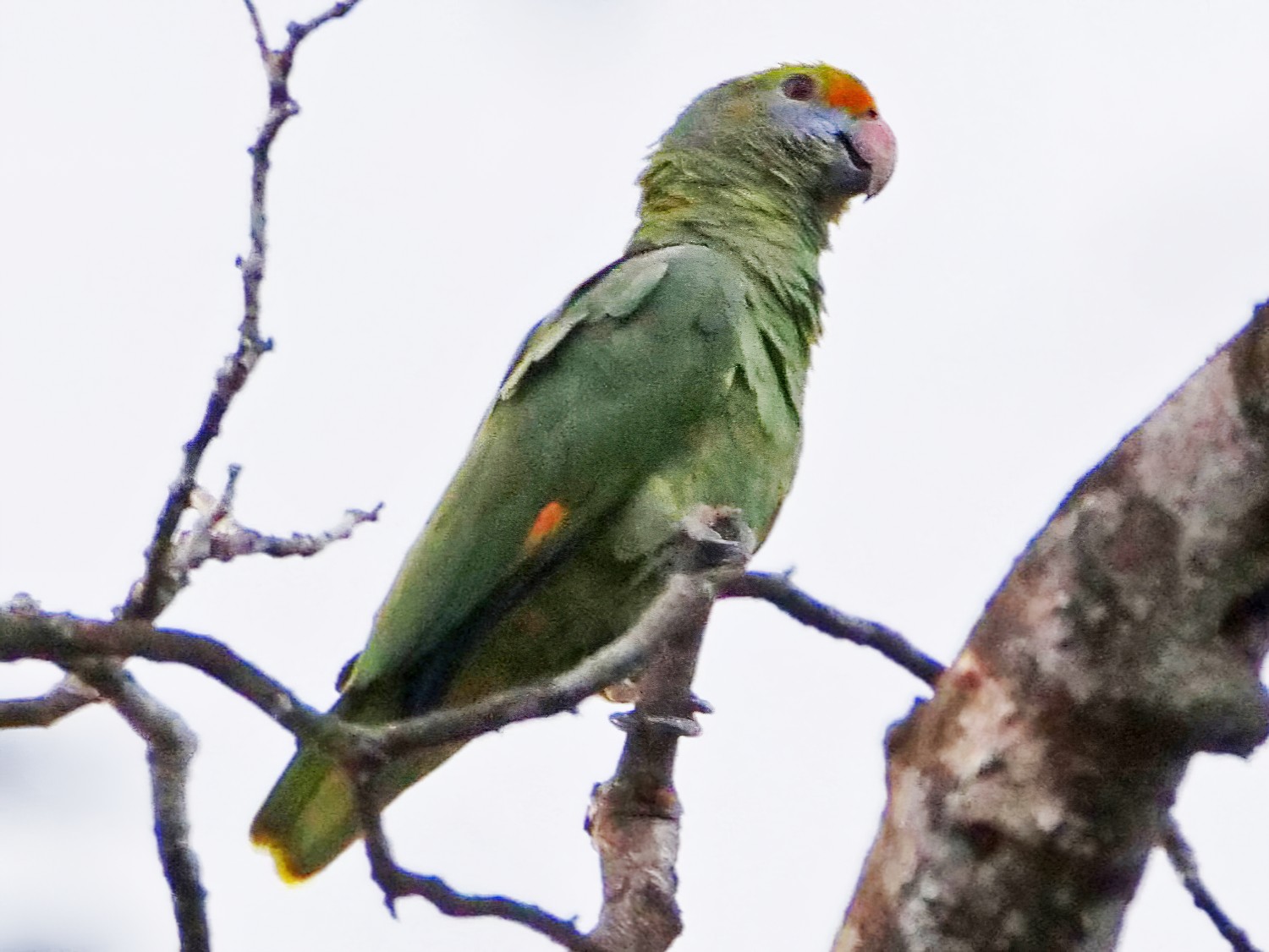 Blue-cheeked Parrot - Alexandre Vinot