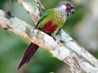 นกเต็มวัย (Venezuelan) - Lorenzo Calcaño - ML321541651