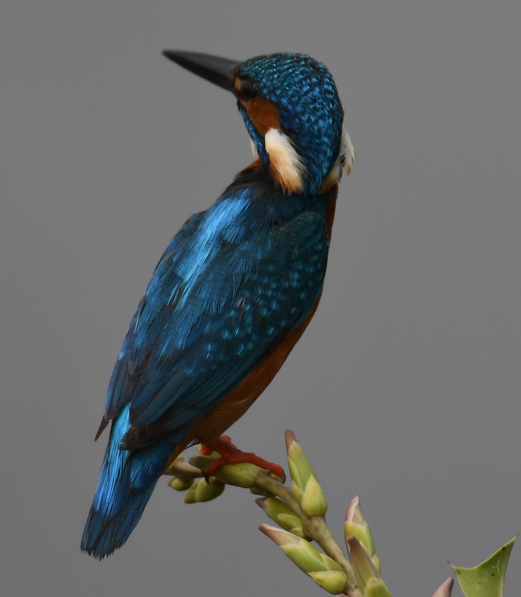 Common Kingfisher - ML321547271