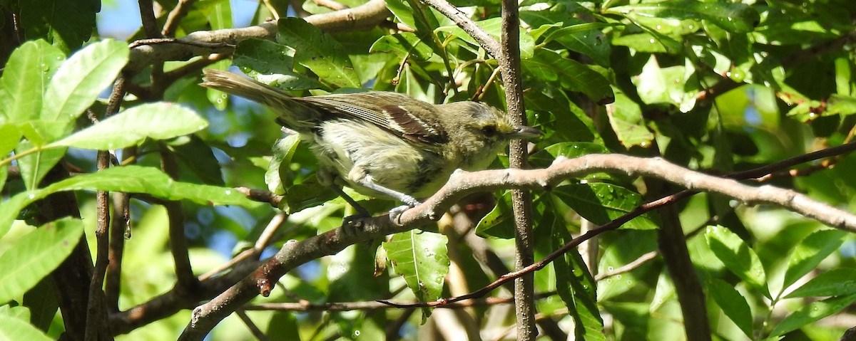 Thick-billed Vireo - ML32154811