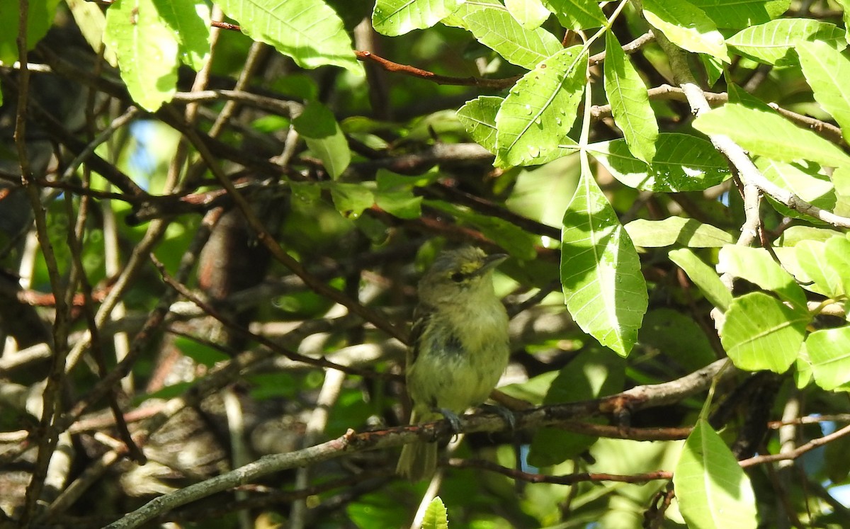Thick-billed Vireo - ML32154851