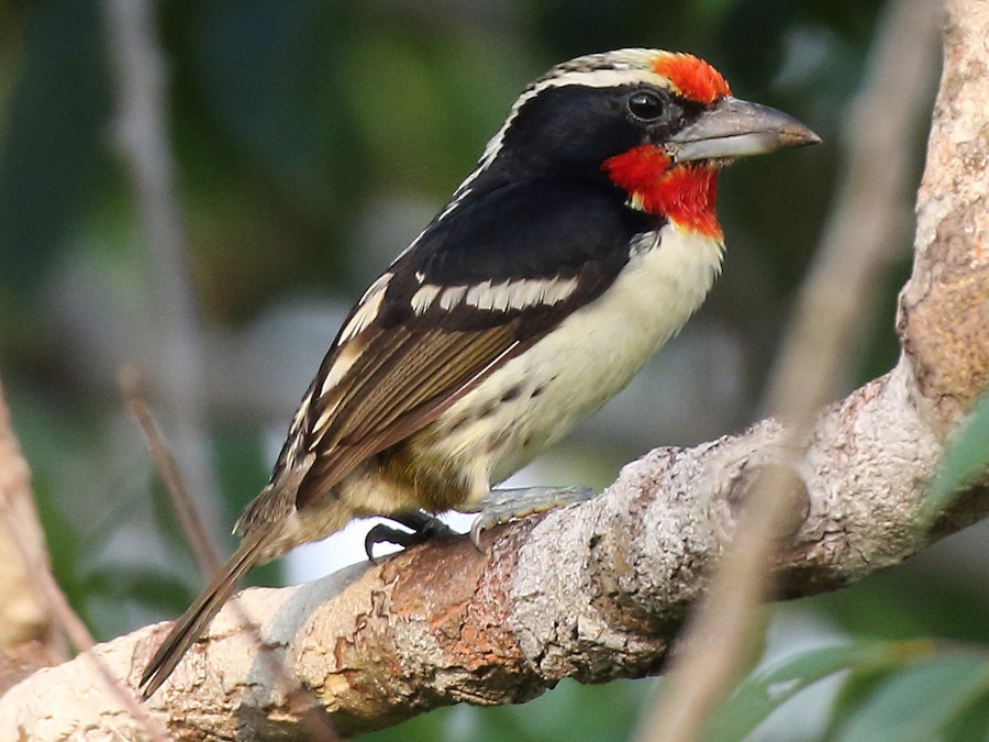 Black-spotted Barbet - eBird