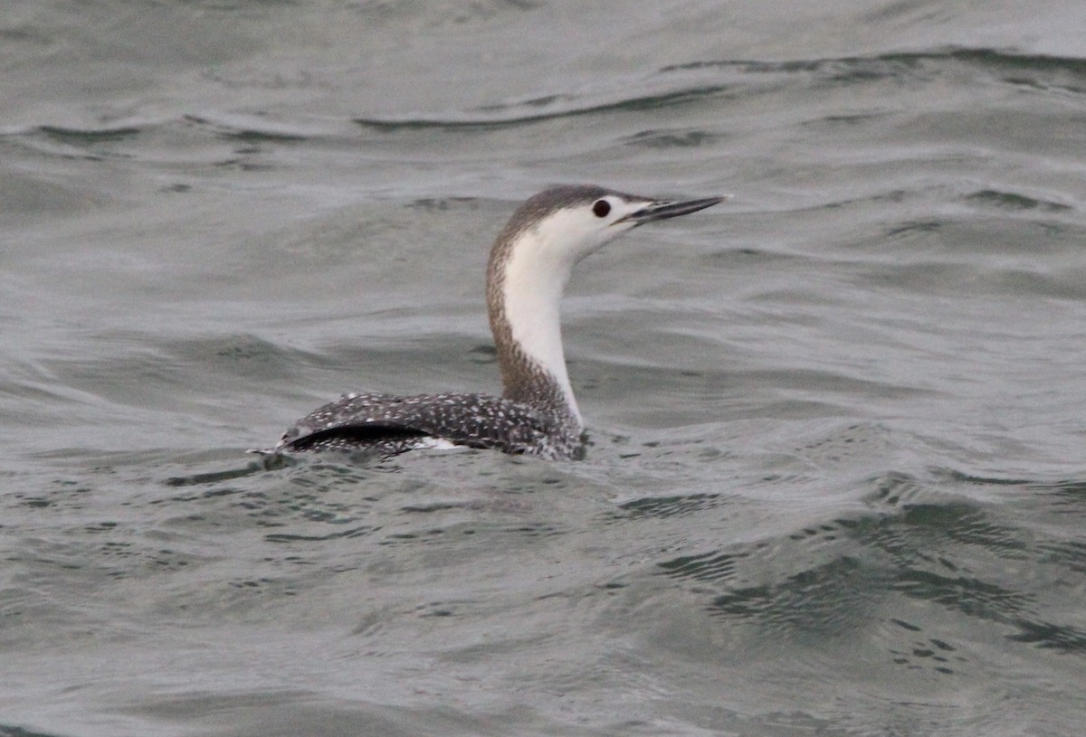 Red-throated Loon - ML321549441
