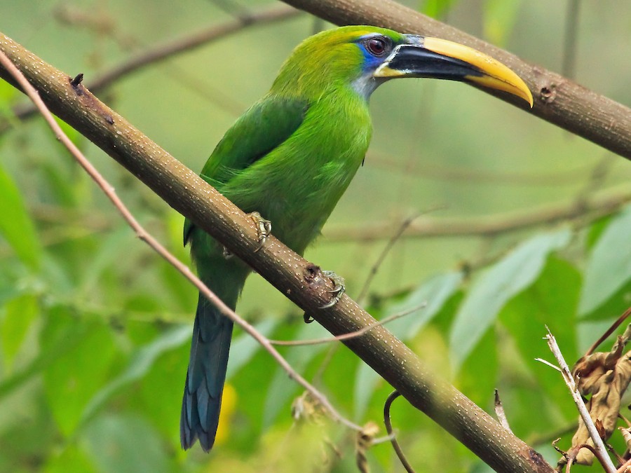 Groove-billed Toucanet - eBird