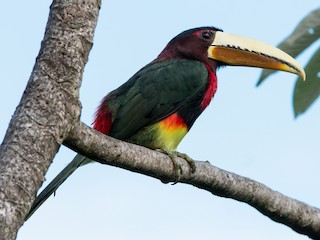 Ivory-billed Aracari - eBird