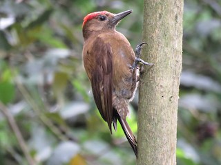  - Smoky-brown Woodpecker