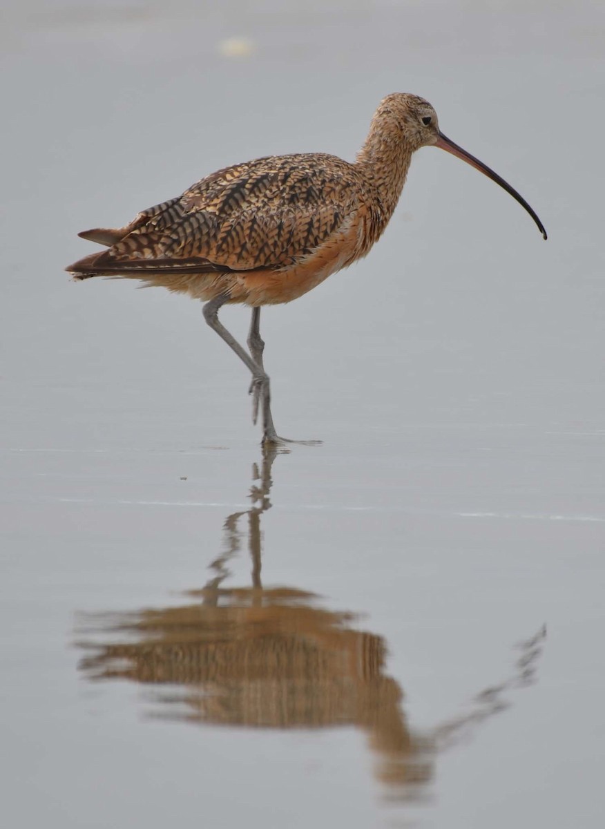 Long-billed Curlew - ML32155631