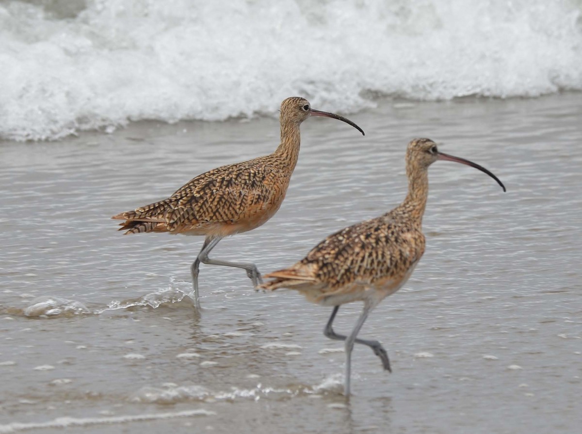 Long-billed Curlew - ML32155641