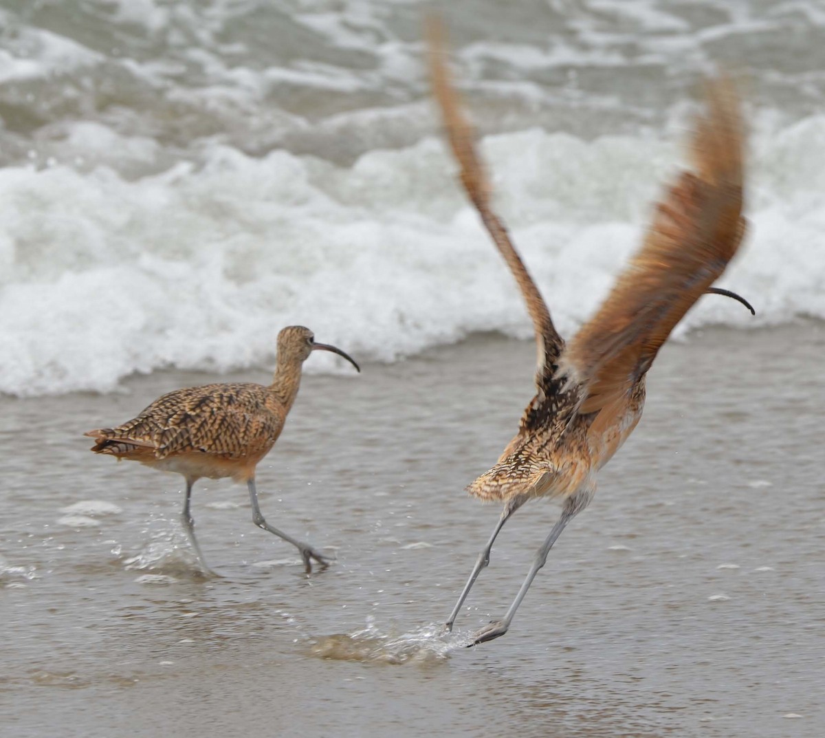 Long-billed Curlew - ML32155651