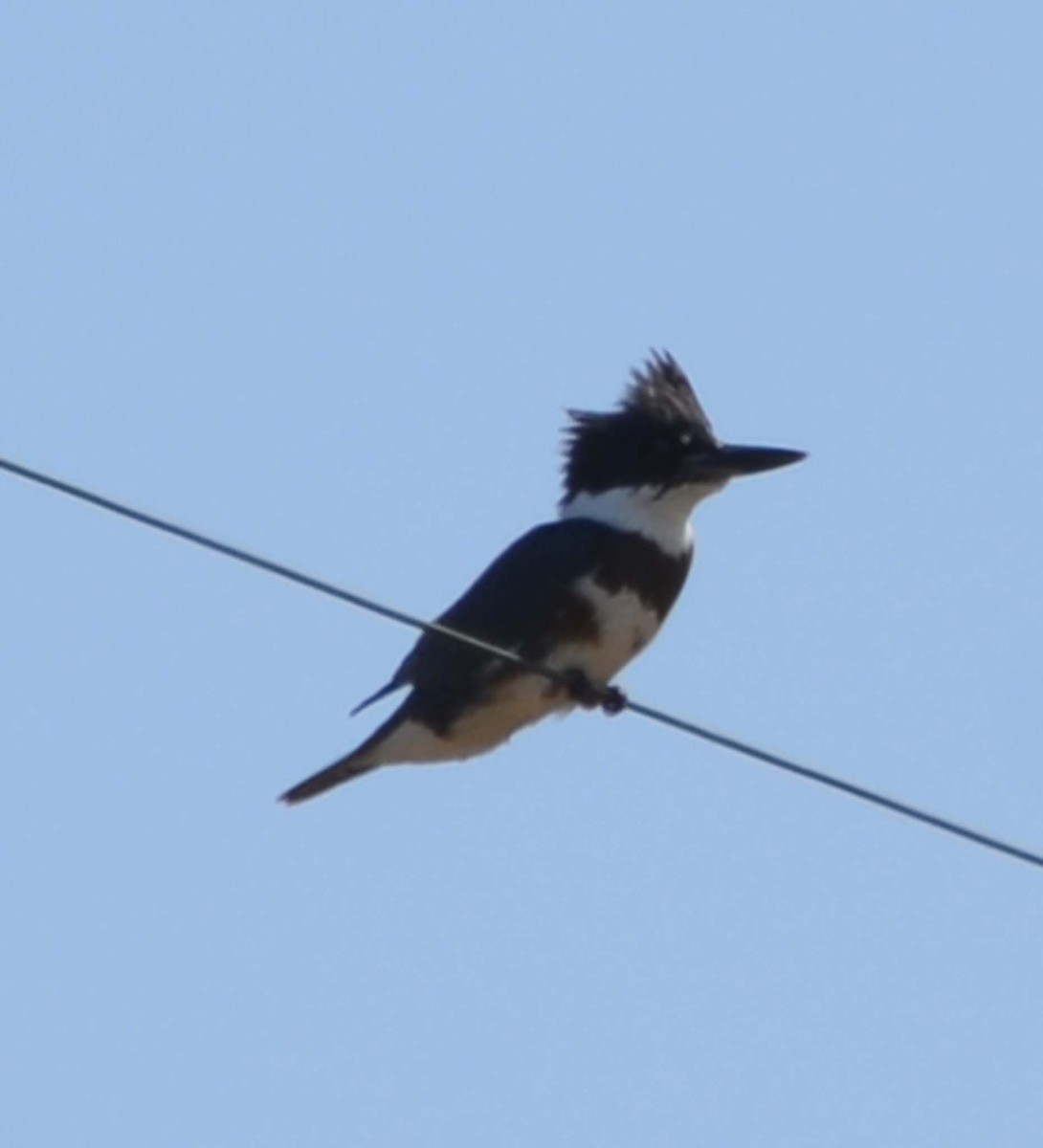 Belted Kingfisher - ML32155811