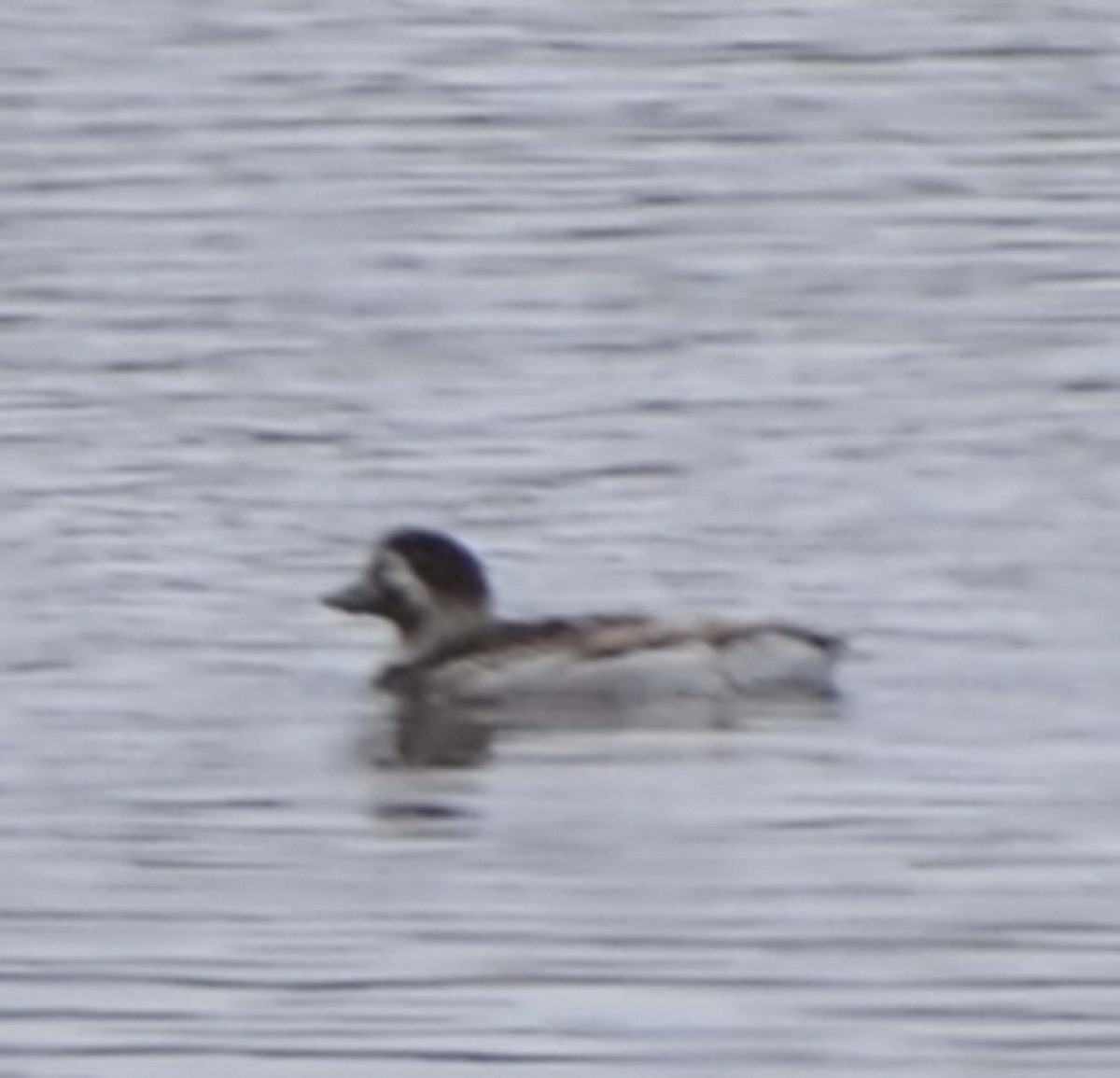 Long-tailed Duck - ML32156041